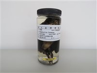 藏品(樹鵲)的圖片